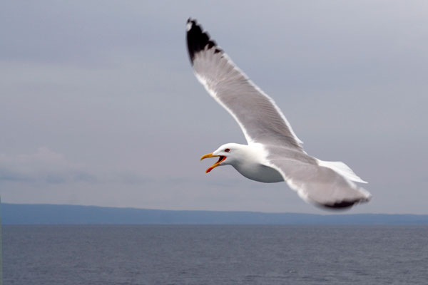 seagull flying over water