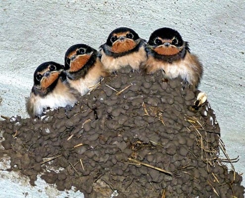 four swallows perching in a mud nest