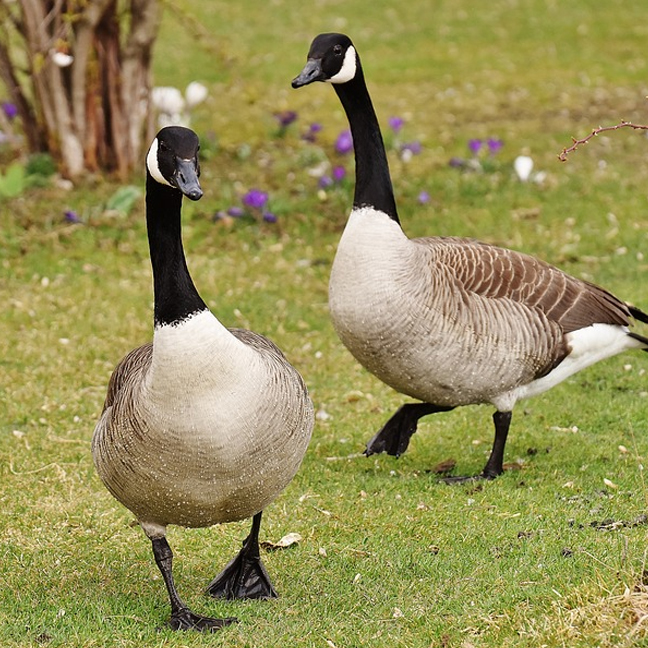 Goose Attacks Gorilla