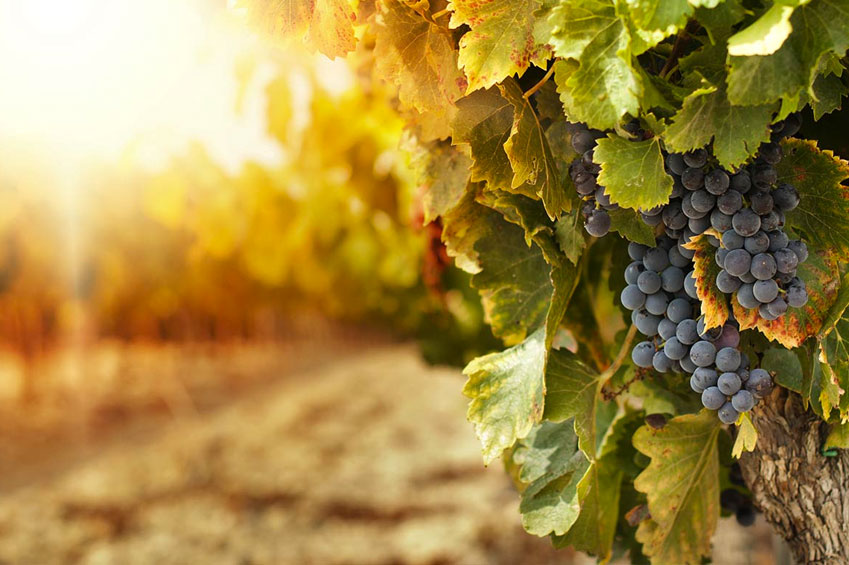 vineyard
