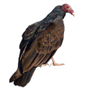 vulture deterrent device icon