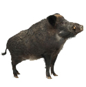 wild pig deterrent device icon