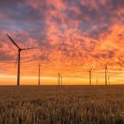wind turbines in a wheat field during sunset