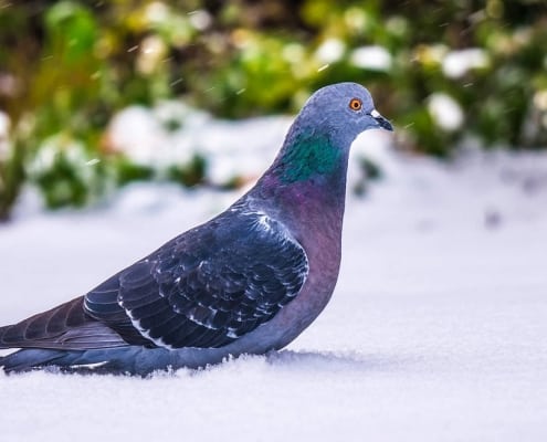 pigeon standing in snow