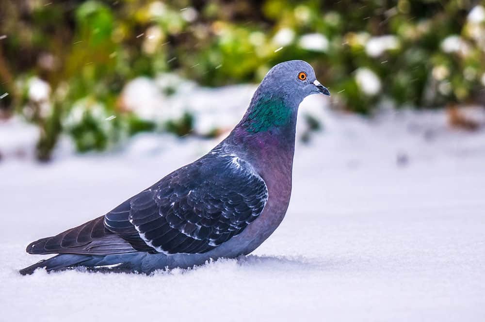 pigeon standing in snow