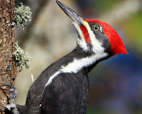 woodpecker