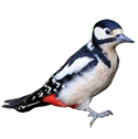 woodpecker deterrent device icon