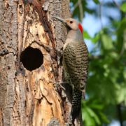 flicker woodpecker on tree