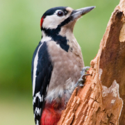 woodpecker in a tree, close up