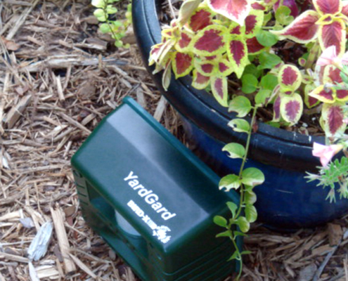 yard gard in front of pot in garden